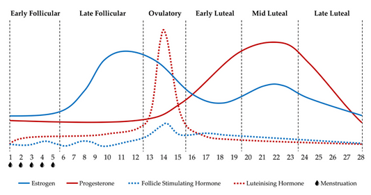 Menstrual Cycle and Weightlifting